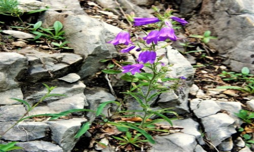 SłOWACJA / Spisz / Słowacki Raj - Przełom Hornadu / Dzwoneczki