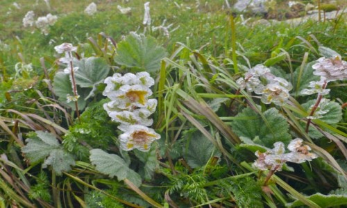 Zdjecie SOWACJA / Tatry Zachodnie / Salatin / W lodowej szacie