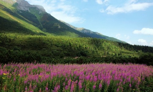 Zdjcie SOWACJA / Tatry / Rakuska Polana  / Barwne pasy