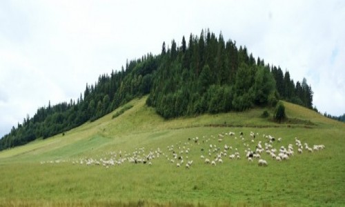 Zdjcie SOWACJA / Pieniny / Po drodze / Panorama z owieczkami