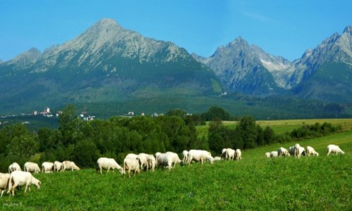 Zdjecie SOWACJA / Stary Smokowiec / Nowa Lena. / Panorama - Typowy Tatrzaski krajobraz.