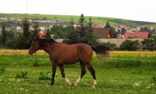 Zdjcie SOWACJA / Spisz / Hrabusice / hrabusickie ki