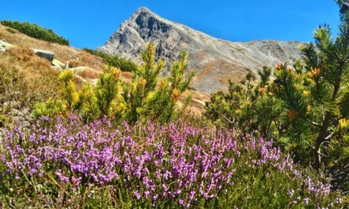 Zdjecie SOWACJA / tatry wysokie / pod Krywaniem  / Widok na Krywa 