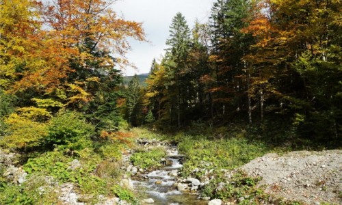 Zdjecie SOWACJA / Tatry Niskie  / Priehyba / Jesie