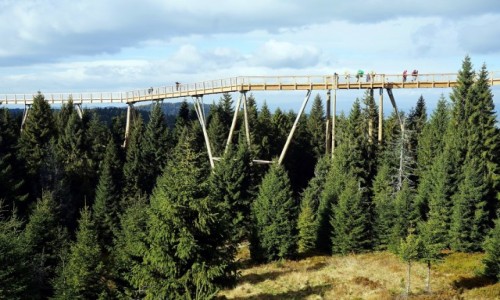 Zdjecie SOWACJA / Tatry Bielskie / Bachledowa Dolina / cieka w koronach drzew
