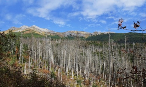 Zdjcie SOWACJA / Tatry Bielskie / Okolice schroniska Szarotka / By sobie las