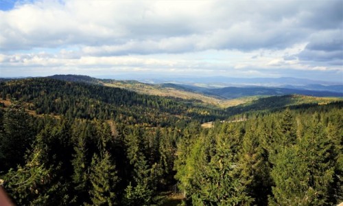 Zdjcie SOWACJA / Bachledowa Dolina / cieka w koronach drzew / Hen