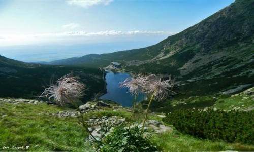 Zdjcie SOWACJA / Wysokie Tatry. / Dolina Wielicka. / Owoce Sasanki Alpejskiej.