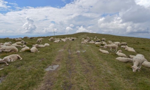 Zdjcie SOWACJA / Tatry Nine / Kralova Hola / Sjesta