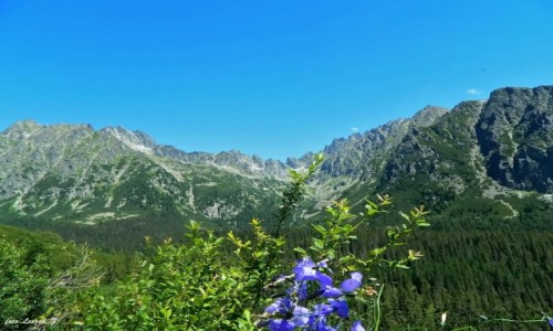 Zdj�cie S�OWACJA / Wysokie Tatry. / Szlak Szczyrbski Staw - Popradzki Staw. / Dolina Z�omisk z Dzwonkiem W�skolistnym.
