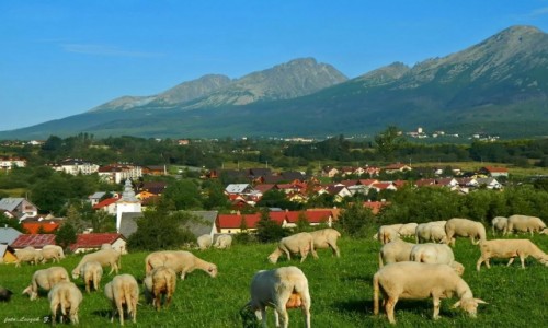 Zdjcie SOWACJA / Stary Smokowiec. / Nowa Lena. / Redyk w Nowej Lenej.
