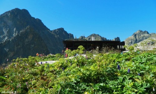 Zdjecie SOWACJA / Wysokie Tatry. / Dolina Piciu Staww Spiskich. / Rolinno na wys. 2015 m.