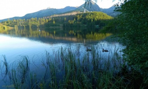 Zdjcie SOWACJA / Wysokie Tatry. / Szczyrbskie Pleso. / Kaczki na Szczyrbskim Stawie.