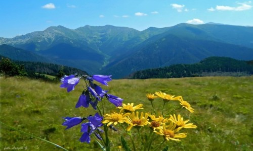 Zdjcie SOWACJA / Sowacja - Kraj yliski. / Szlak: Siwy Wierch - Babky. / Tatry Zachodnie.