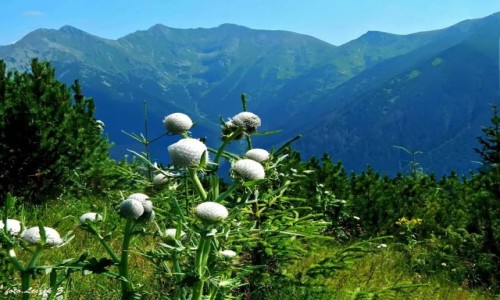Zdjcie SOWACJA / Tatry Zachodnie. / Szlak: Siwy Wierch - Babky. / Ostroe Gowacz w Tatrach Zachodnich.