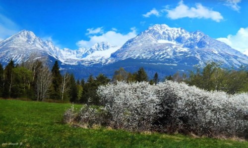 Zdjcie SOWACJA / Wysokie Tatry. / Mijane po  drodze. / Koczysta i Gerlach.