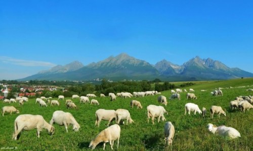 Zdjecie SOWACJA / Wysokie Tatry. / Nowa Lena. / Typowy tatrzaski widok  z Nowej Lenej.