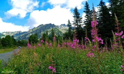 Zdjcie SOWACJA / Wysokie Tatry. / Szlak do Popradzkiego Stawu. / Wszechobecna Wierzbwka Kiprzyca.