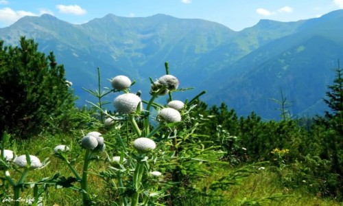 Zdjcie SOWACJA / ZachodnieTatry. / Szlak: Siwy Wierch - Babky. / Ostroe Gowacz na tle Tatrw Zachodnich.