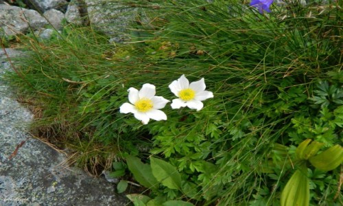 Zdjcie SOWACJA / Wysokie Tatry. / Na szlaku. / Sasanka Alpejska.
