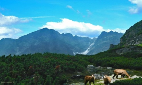 Zdjecie SOWACJA / Wysokie Tatry. / Dolina Jagnica. / Uroki Jagnicej Doliny.