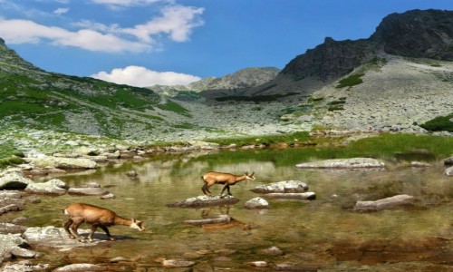 Zdjecie SOWACJA / Wysokie Tatry. / Szlak na Jagnicy Szczyt. / Nad Czerwonym Stawkiem w Dolinie Jagnicej.