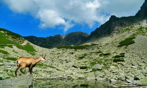 Zdjecie SłOWACJA / Wysokie Tatry. / Nad Czerwonym Stawkiem w Jagnięcej Dolinie. / Z widokiem na Jagnięcy Szczyt.