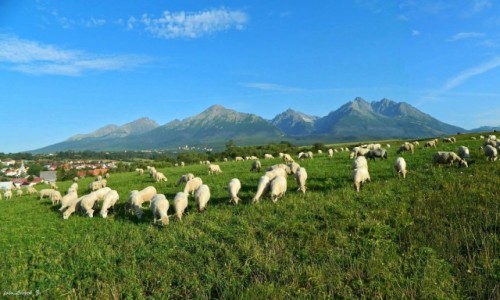 Zdjecie SOWACJA / Wysokie Tatry. / Nowa Lena. / One wyszy na wieynk.