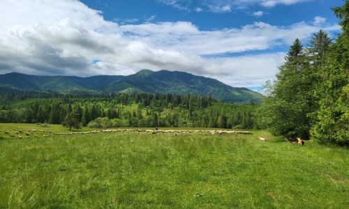 Zdjcie SOWACJA / Orawa / Ticha dolina / Pod Osobit