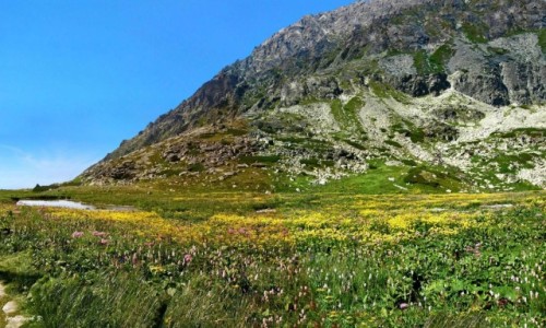 Zdjecie SOWACJA / Wysokie Tatry. / Dolina Wielicka. Szlak na Polski Grzebie. / Kwietnik dla Antoniego (