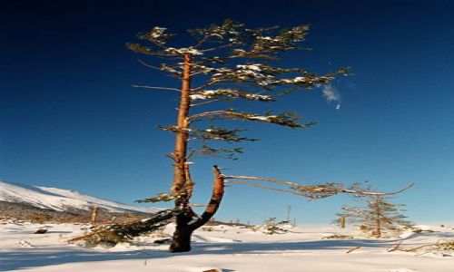 Zdjęcie SłOWACJA / Tatry Słowackie / Stary Smokowiec - Tatrzanska Polanka / .. kalamita I