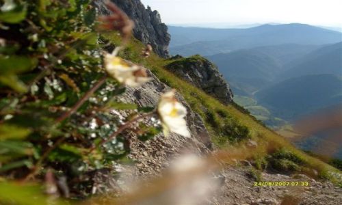 Zdjecie SOWACJA / Maa Fatra / Sowacja / Rolinki