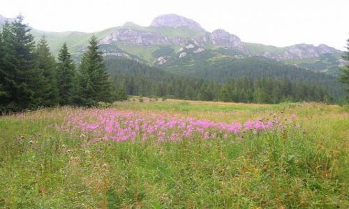 Zdjecie SOWACJA / Tatry / Tatry Bielskie / Z Javorovej Doliny
