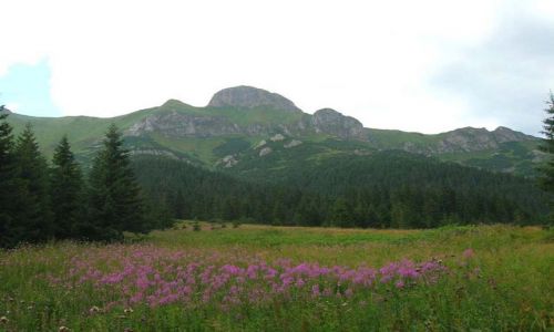 Zdjecie SłOWACJA / Tatry / Tatry Bielskie / Gorka
