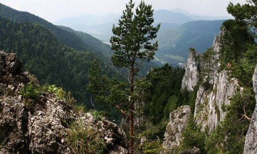 Zdjęcie SłOWACJA / Mała Fatra / Terchova / sokolie...