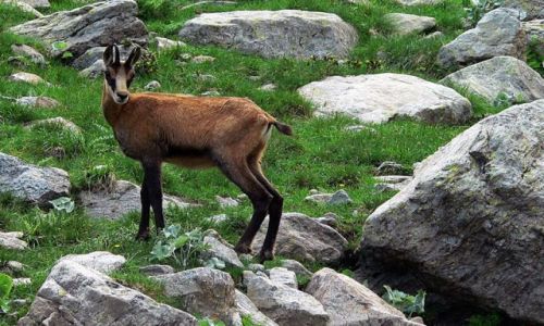 Zdjecie SOWACJA / Tatry Nine / brak / kozioek ....