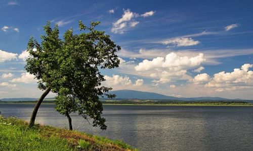 Zdjecie SłOWACJA / Orawa / Jezioro orawskie / Jabłoń.......