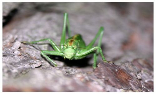 Zdjęcie SłOWACJA / rejon Becherov / łąka / Zielonooka