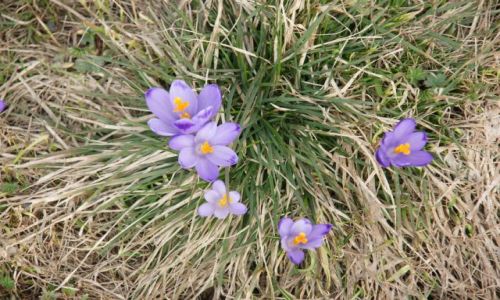 Zdjęcie SłOWACJA / Tatry / Studena Dolina / Krokus I