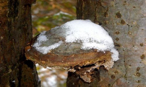 Zdjęcie SłOWACJA / Tatry / w lesie na spacerze / w białej czapeczce