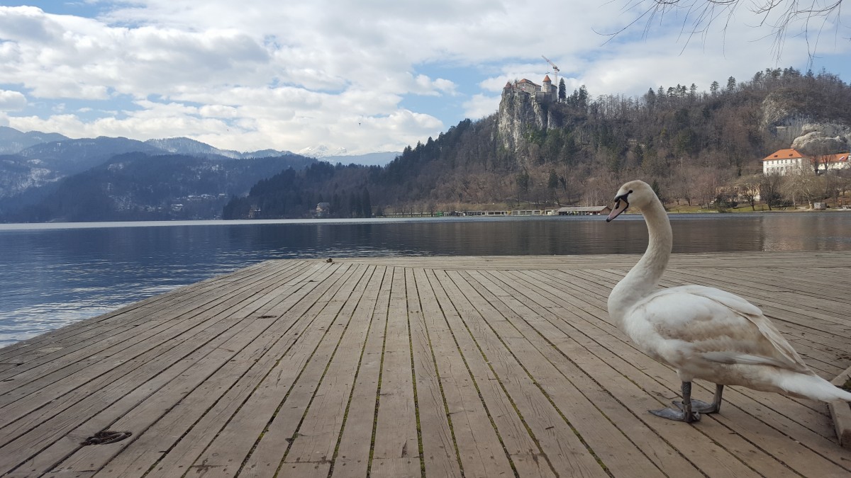 Zdjęcia: Bled, Górna Kraina, Mój jest ten kawałek podłogi, SłOWENIA Zdjęcia: Bled, Górna Kraina, Mój jest ten kawałek podłogi, SłOWENIA