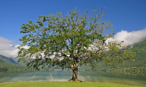 Zdjecie SOWENIA / Alpy Julijskie / Jezioro Bohinj / Bohinj
