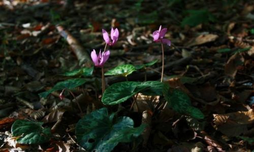 Zdjcie SOWENIA / Bovec / rz. Socza / Naturalnie...