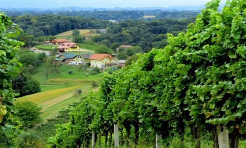 Zdjecie SOWENIA / Slovenske Gorice / Sveta  Ana / winnice sv. Any...