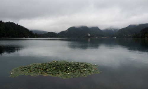 Zdjcie SOWENIA / Alpy Julijskie / Bled / spacer w deszczu...