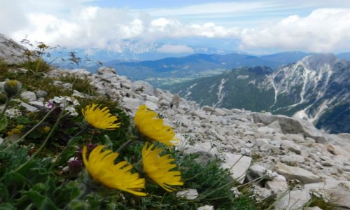 Zdjęcie SłOWENIA / Alpy Julijskie / pod Mangart / kwiaty na szlaku