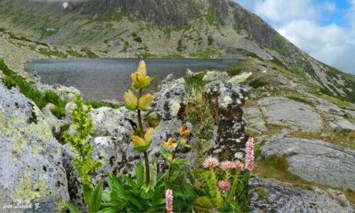 Zdjecie SOWACJA / Wysokie Tatry. / Dolina Batyowiecka. / Rolinno nad Batyowieckim Stawem.