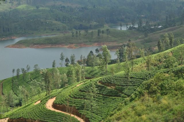 Zdjęcia: okolice Nuwara Eliya, Nuwara Eliya, Herbaciane pola, SRI LANKA Zdjęcia: okolice Nuwara Eliya, Nuwara Eliya, Herbaciane pola, SRI LANKA