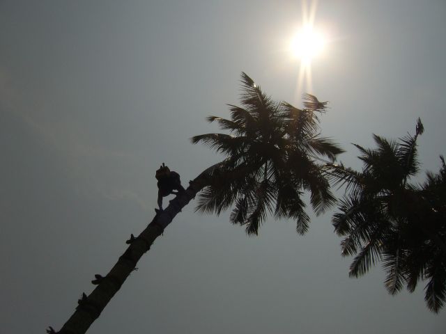 Zdjęcia: Kalutara, Południe wyspy, Praca na wysokościach., SRI LANKA Zdjęcia: Kalutara, Południe wyspy, Praca na wysokościach., SRI LANKA
