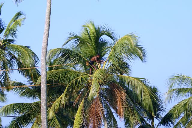 Zdjęcia: Kalutara, Południe wyspy, Praca, SRI LANKA Zdjęcia: Kalutara, Południe wyspy, Praca, SRI LANKA